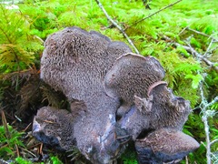 Hydnellum fuscoindicum