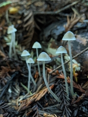 Mycena amicta