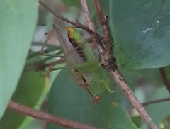 Orchelimum silvaticum