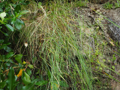 Anthosachne kingiana multiflora