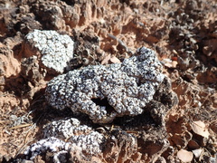 Psora cerebriformis