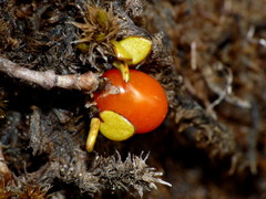 Coprosma perpusilla perpusilla