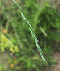 Anthosachne kingiana multiflora