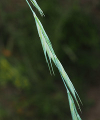 Anthosachne kingiana multiflora