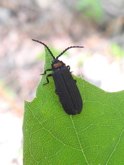 Lopheros fraternus