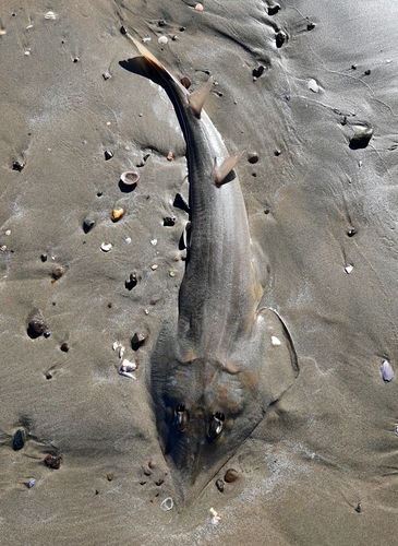 Speckled guitarfish (Pseudobatos glaucostigmus) — Rhinobatidae — 4