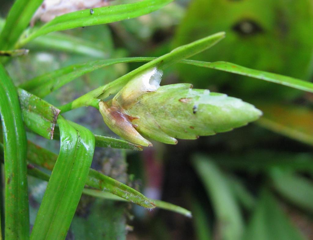 Elleanthus graminifolius