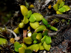 Coprosma perpusilla perpusilla