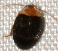Sacodes thoracica