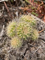 Parodia langsdorfii