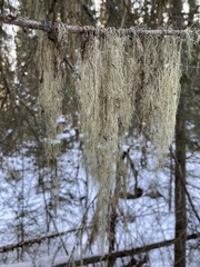 Ramalina thrausta