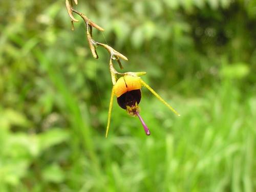 Scaphosepalum breve
