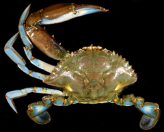 Callinectes bocourti