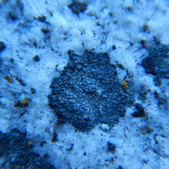 Rhizocarpon eupetraeum