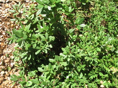 Frangula californica californica