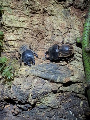 Geodorcus helmsi