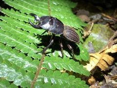Geodorcus helmsi