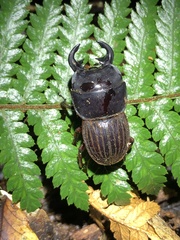 Geodorcus helmsi