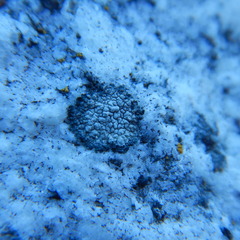 Rhizocarpon eupetraeum