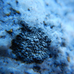 Rhizocarpon eupetraeum