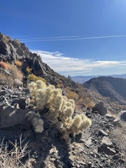 Cylindropuntia multigeniculata