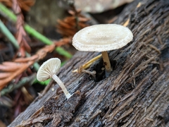 Trichocybe