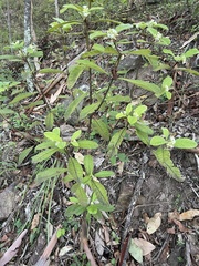 Psychotria loniceroides