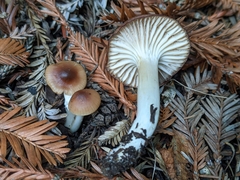 Cuphophyllus colemannianus