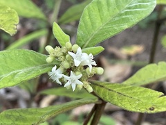 Psychotria loniceroides