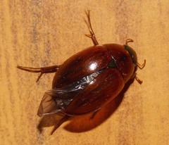 Tropisternus scutellaris