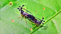 Bocydium globulare
