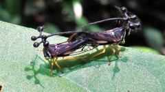 Bocydium globulare