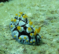 Phyllidia picta