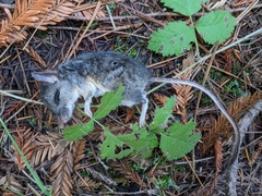 Peromyscus californicus