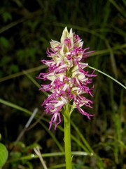 Orchis × bergonii