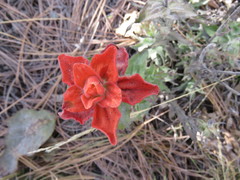 Castilleja cryptandra