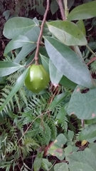 Sclerocroton