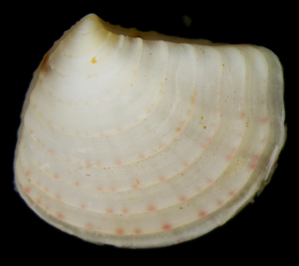 Crassinella