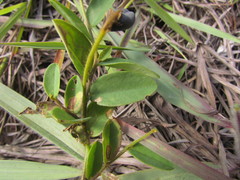 Crotalaria hilariana