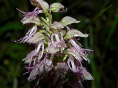 Orchis × bergonii