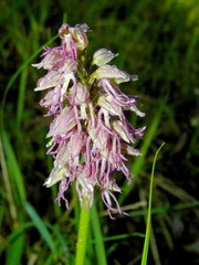 Orchis × bergonii