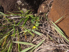 Crotalaria hilariana