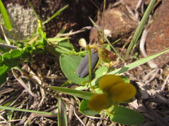 Crotalaria hilariana