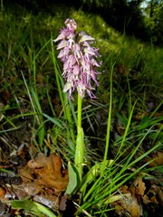 Orchis × bergonii