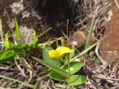Crotalaria hilariana