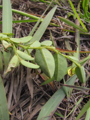 Crotalaria hilariana