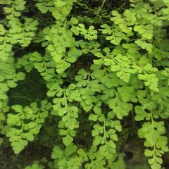 Cryptogramma stelleri