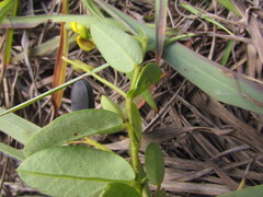 Crotalaria hilariana