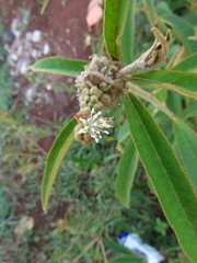 Croton reitzii