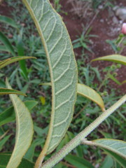 Croton reitzii